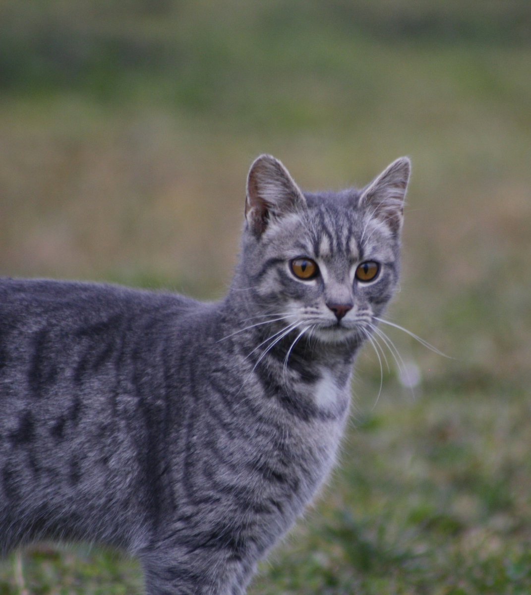 earthcurated's tweet photo. 🐈 Genetic twins: House cats share about 95.6% of their DNA with Siberian tigers. Your pet is a tiny, domesticated apex predator. 🐯 https://t.co/rrmCvA4WTl