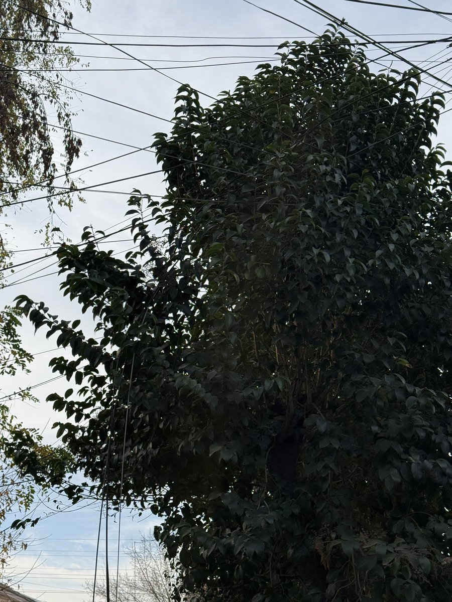 davedave_cl's tweet photo. @sinec_rancagua @ragliatim José Faure entre Pje. 4 y Pje. 5. Cables en toda la pasada, muy peligroso. https://t.co/zGzGBAcwDb