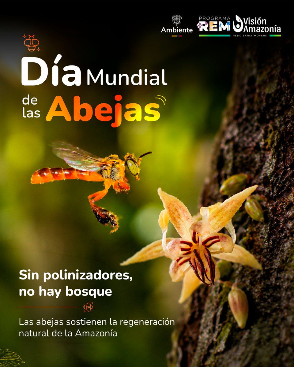 REM Colombia - Visión Amazonía tweet media