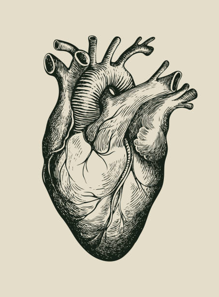 Blazethecurious's tweet photo. DID YOU KNOW??

The human heart beats roughly 100,000 times a day, 24 hours non-stop, because it is made of a hyper-specialized, elite muscle tissue found nowhere else in the universe!

​While your skeletal muscles (like your biceps) get exhausted and require sleep due to a buildup of lactic acid, your heart is composed of cardiac muscle. These unique cells are biologically engineered to be completely immune to fatigue. If your heart took even a brief coffee break, your brain cells would begin to die within three minutes.

​To pull off this perpetual-motion miracle, the heart relies on cellular cheat codes that make it the ultimate biological engine. Walk with me 👇🏾👇🏾

​1. The Cellular Fuel Miracle:
​The secret behind the heart's endless stamina lies deep within its microscopic anatomy.

Mitochondria are the "powerhouses" of our cells, turning food into cellular energy (ATP). While standard skeletal muscle cells are only made of about 1% to 2% mitochondria, cardiac muscle cells are packed with them, making up a staggering 40% of their physical volume.

​Because it is packed with these powerhouses, the heart doesn't just rely on glucose (sugar) for energy like the brain does. It is an opportunistic omnivore. It continuously vacuums up fatty acids, lactates, and ketones directly from your blood stream, converting them into mechanical power on the fly. It is practically impossible for a healthy heart to run out of fuel.

​2. The Internal Electric Spark:
​Your heart doesn't wait for your brain to tell it to beat. It generates its own electricity.

Tucked away in the upper right chamber (the right atrium) is a tiny cluster of specialized cells called the Sinoatrial (SA) node. This node acts as a natural, automatic battery.

It spontaneously fires rhythmic electrical currents that shoot through the left and right ventricles, forcing the muscular walls to contract and pump blood in perfect synchronization.

This autonomous electrical system is so independent that if a surgeon completely removes a heart from a human body during a transplant, the heart will continue to beat rhythmically in mid-air on the medical tray, completely detached from the nervous system, as long as it has oxygen.

​3. The Power of the Lifetime Pump:
​The sheer cumulative output of this 24/7 workload defies mechanical engineering. Over an average human lifetime, a heart will beat more than 2.5 billion times without a single second of downtime.

​Every single minute, it forcefully ejects about 1.5 gallons of blood through a complex highway of blood vessels. Over a lifetime, that adds up, pushing roughly 1 million barrels of liquid; enough volume to completely fill up three supertanker ships.

The pressure it generates is strong enough to squirt blood across a room, a necessary force to ensure oxygen fights gravity to reach your brain.

​FINALLY!
The heart is the ultimate non-stop machine. By packing its cells with a massive 40% density of mitochondria and firing its own independent electrical grid, it ensures it never runs out of energy or misses a beat. It works tirelessly in the dark so you can live in the light.

​Well we all hope it never stops ehh? For that would be deathly joke, not funny at all 🌚😂

Hopefully you've learnt something new today?

Cheers 🥂 😅

The Medic Who Writes™🌚