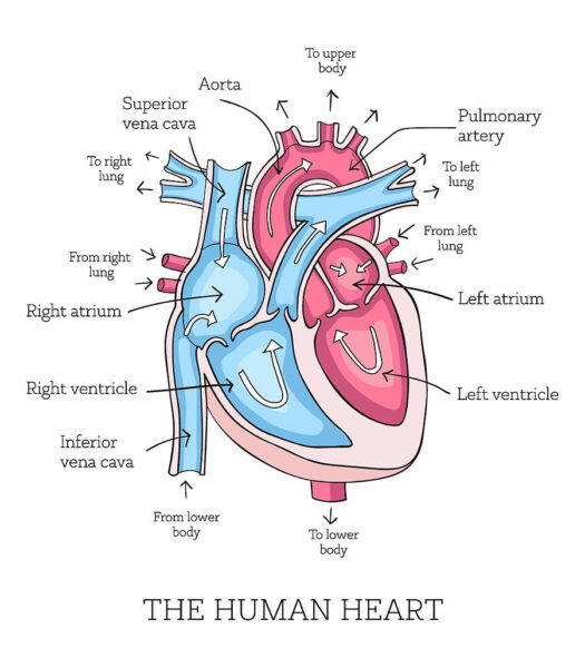 Blazethecurious's tweet photo. DID YOU KNOW??

The human heart beats roughly 100,000 times a day, 24 hours non-stop, because it is made of a hyper-specialized, elite muscle tissue found nowhere else in the universe!

​While your skeletal muscles (like your biceps) get exhausted and require sleep due to a buildup of lactic acid, your heart is composed of cardiac muscle. These unique cells are biologically engineered to be completely immune to fatigue. If your heart took even a brief coffee break, your brain cells would begin to die within three minutes.

​To pull off this perpetual-motion miracle, the heart relies on cellular cheat codes that make it the ultimate biological engine. Walk with me 👇🏾👇🏾

​1. The Cellular Fuel Miracle:
​The secret behind the heart's endless stamina lies deep within its microscopic anatomy.

Mitochondria are the "powerhouses" of our cells, turning food into cellular energy (ATP). While standard skeletal muscle cells are only made of about 1% to 2% mitochondria, cardiac muscle cells are packed with them, making up a staggering 40% of their physical volume.

​Because it is packed with these powerhouses, the heart doesn't just rely on glucose (sugar) for energy like the brain does. It is an opportunistic omnivore. It continuously vacuums up fatty acids, lactates, and ketones directly from your blood stream, converting them into mechanical power on the fly. It is practically impossible for a healthy heart to run out of fuel.

​2. The Internal Electric Spark:
​Your heart doesn't wait for your brain to tell it to beat. It generates its own electricity.

Tucked away in the upper right chamber (the right atrium) is a tiny cluster of specialized cells called the Sinoatrial (SA) node. This node acts as a natural, automatic battery.

It spontaneously fires rhythmic electrical currents that shoot through the left and right ventricles, forcing the muscular walls to contract and pump blood in perfect synchronization.

This autonomous electrical system is so independent that if a surgeon completely removes a heart from a human body during a transplant, the heart will continue to beat rhythmically in mid-air on the medical tray, completely detached from the nervous system, as long as it has oxygen.

​3. The Power of the Lifetime Pump:
​The sheer cumulative output of this 24/7 workload defies mechanical engineering. Over an average human lifetime, a heart will beat more than 2.5 billion times without a single second of downtime.

​Every single minute, it forcefully ejects about 1.5 gallons of blood through a complex highway of blood vessels. Over a lifetime, that adds up, pushing roughly 1 million barrels of liquid; enough volume to completely fill up three supertanker ships.

The pressure it generates is strong enough to squirt blood across a room, a necessary force to ensure oxygen fights gravity to reach your brain.

​FINALLY!
The heart is the ultimate non-stop machine. By packing its cells with a massive 40% density of mitochondria and firing its own independent electrical grid, it ensures it never runs out of energy or misses a beat. It works tirelessly in the dark so you can live in the light.

​Well we all hope it never stops ehh? For that would be deathly joke, not funny at all 🌚😂

Hopefully you've learnt something new today?

Cheers 🥂 😅

The Medic Who Writes™🌚