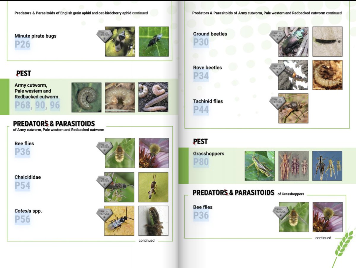 FieldHeroes's tweet photo. Starting to see cutworm? 

Make sure you're also looking out for its predators! 

Check out the Field Guide to identify the pests and predators in your field: https://t.co/LN7qCthDHP https://t.co/vVTLkXjEpA