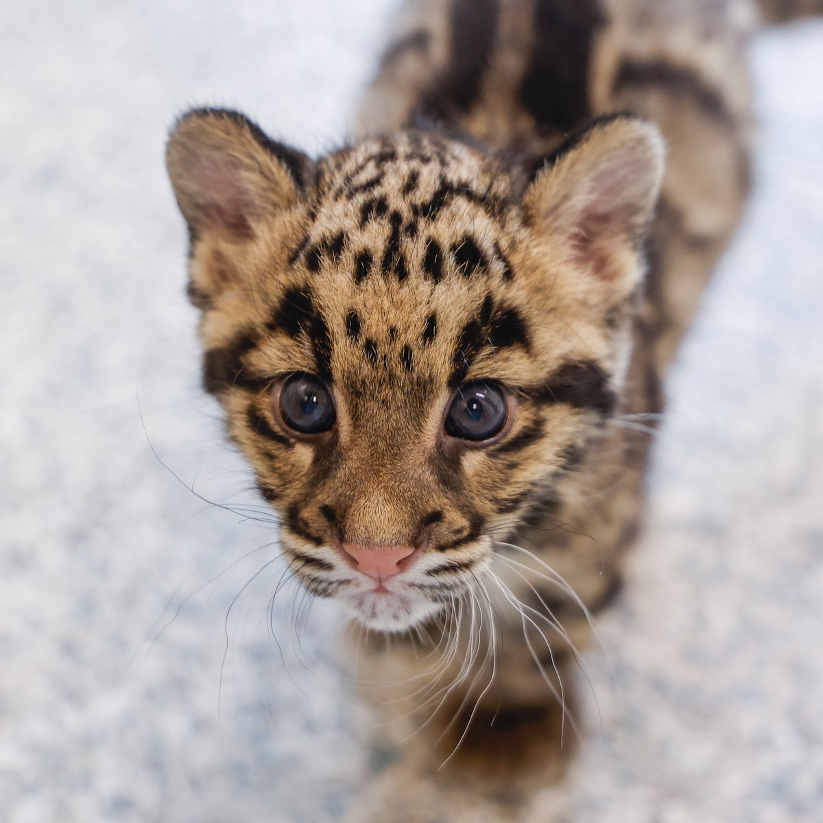 Nashville Zoo tweet media