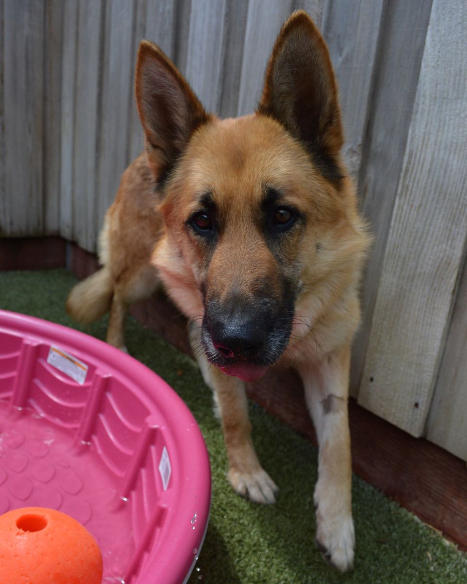 Greenhill Humane tweet media
