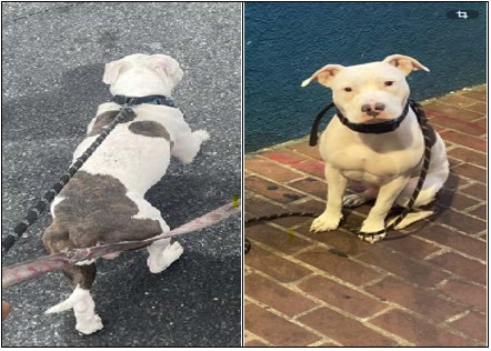 AllisonPapson's tweet photo. ANACOSTIA DOG ROBBERY: The Metropolitan Police Department is seeking the community’s assistance in locating a dog taken during a robbery in Southeast.

On Tuesday, May 20, 2026, at approximately 7:30 p.m., a suspect approached the victim and snatched the dog’s leash from the victim at the intersection of 14th and T Street, Southeast. The suspect then fled on foot with the dog. The victim was not injured.

“Zen” can be seen in the attached photos.

Anyone who has knowledge of this incident should take no action but call police at (202) 727-9099 or text your tip to the Department's TEXT TIP LINE at 50411.  The Metropolitan Police Department currently offers a reward of up to $1,000 to anyone who provides information that leads to the arrest and indictment of the person or persons responsible for a crime committed in the District of Columbia. #MPD
