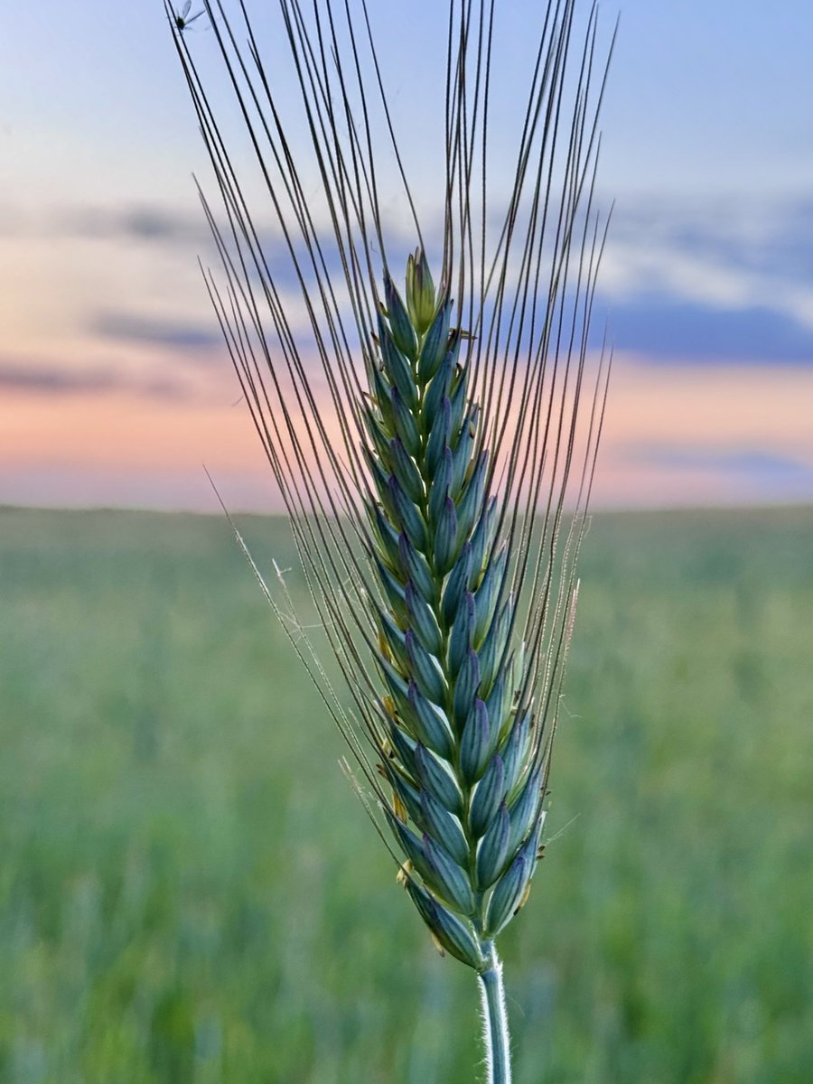 Integrative Healing tweet media