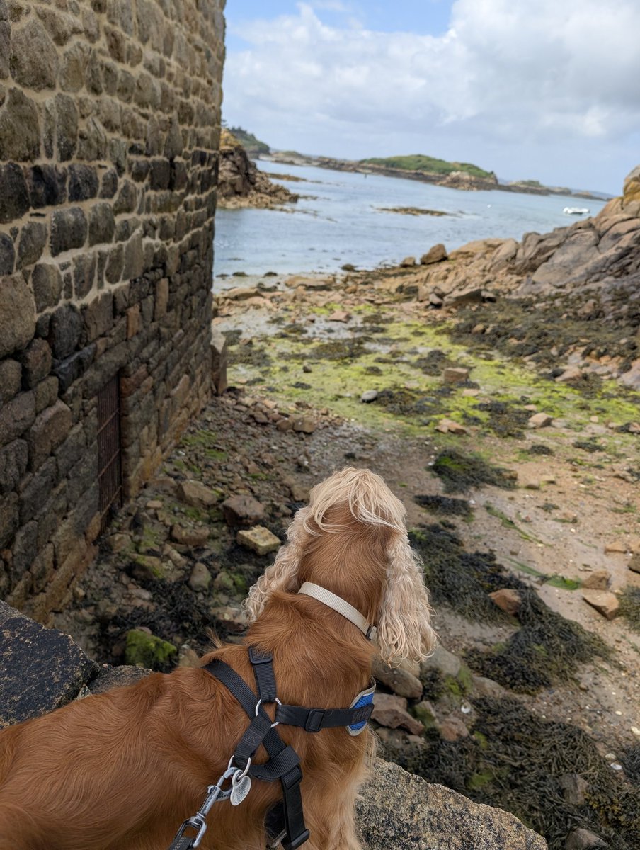 pompompidouuu's tweet photo. Île de Brehat https://t.co/EZD9K1ESw0