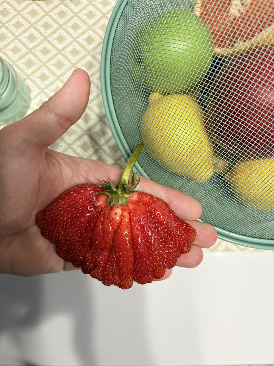 Strawberry Randomly Picked up this strawberry from my garden earlier today. Pretty strange ...