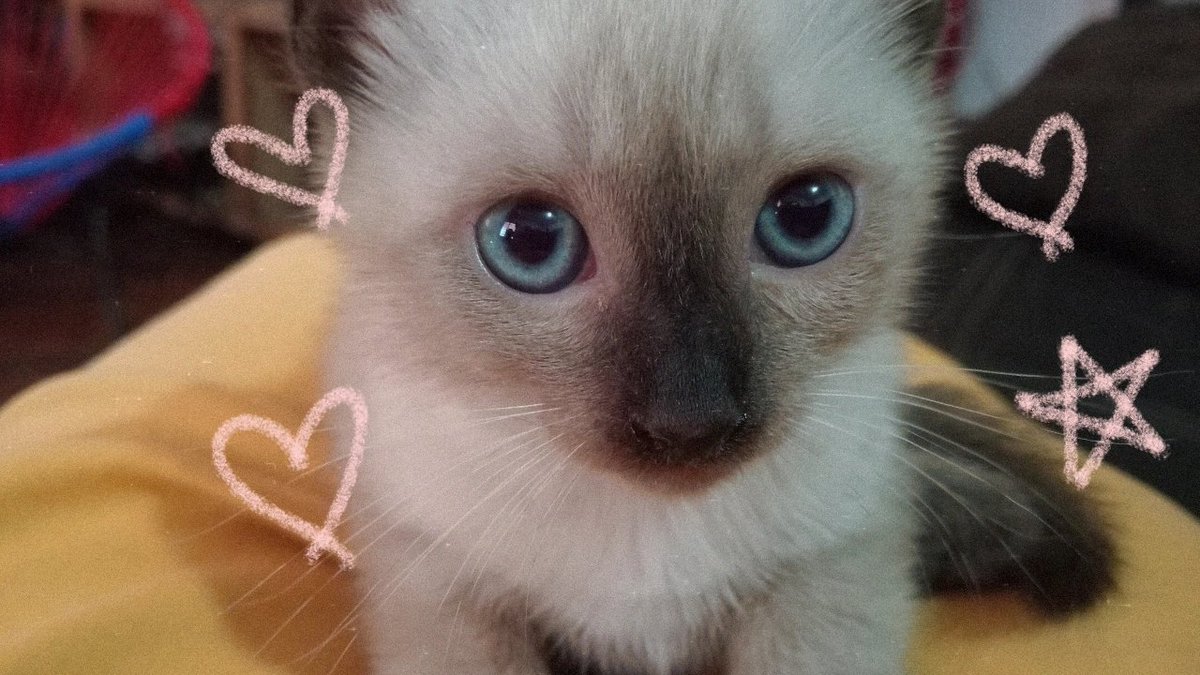 elsy ❤︎ tweet media