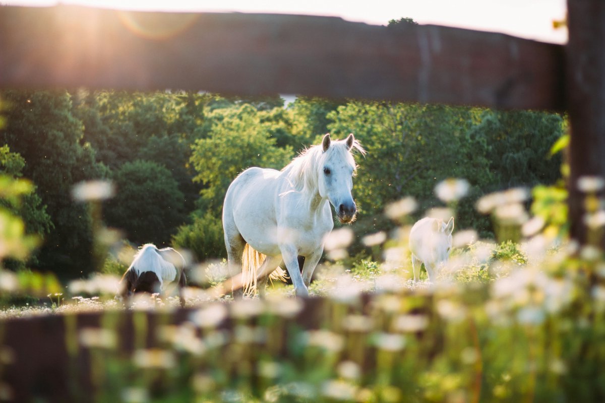 sepacktrips's tweet photo. "A horse is the projection of peoples' dreams about themselves—strong, powerful, beautiful." — Pam Brown https://t.co/XMsyDjiDCh