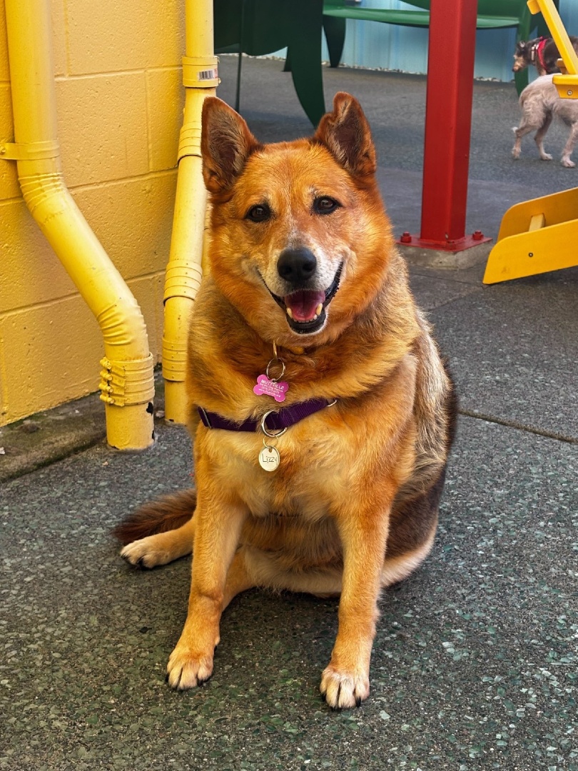 Muttville Senior Dog Rescue, San Francisco tweet media