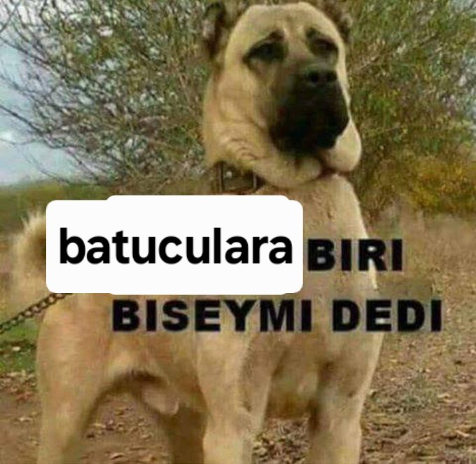 Tuana tweet media