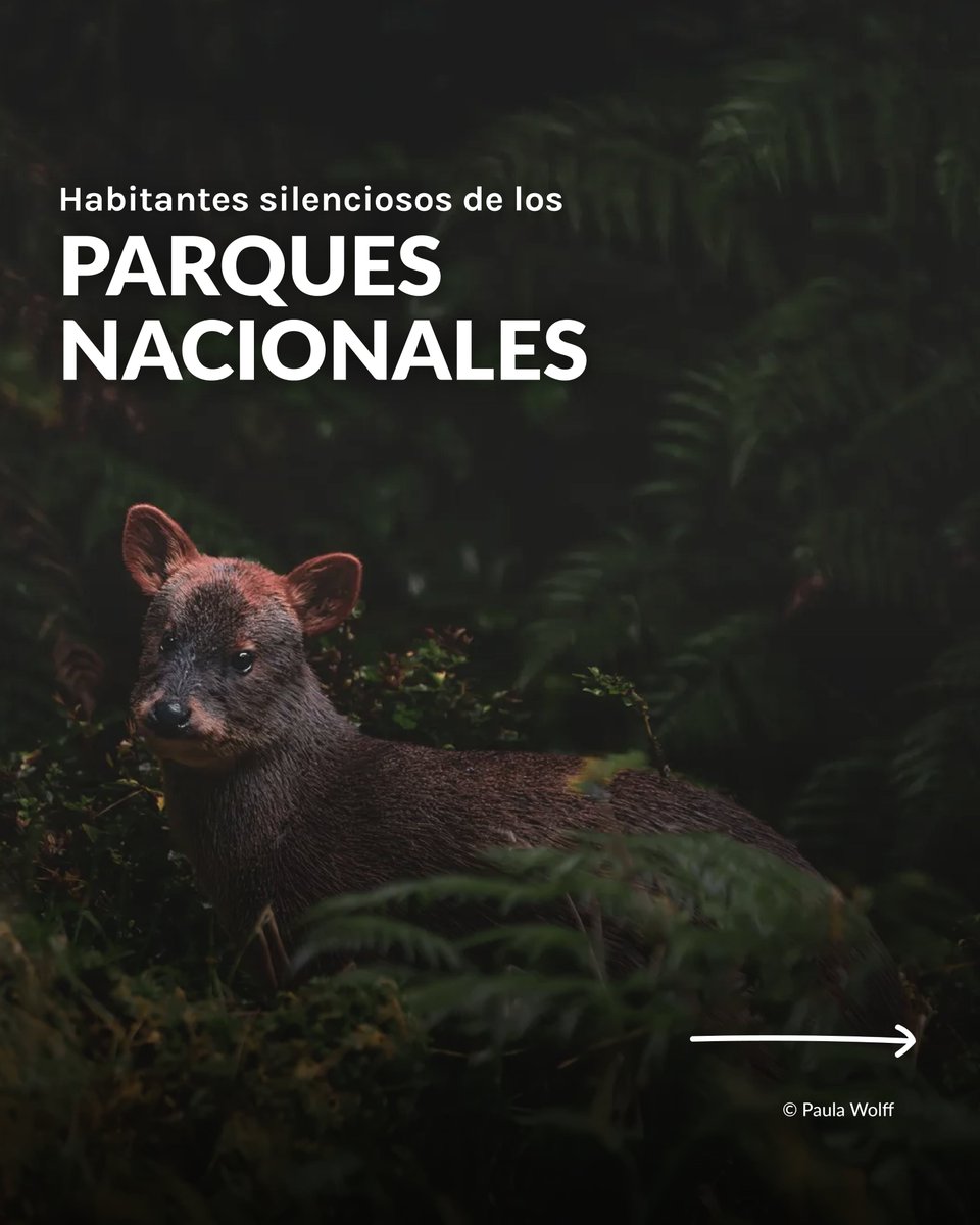 Fundación Reforestemos tweet media