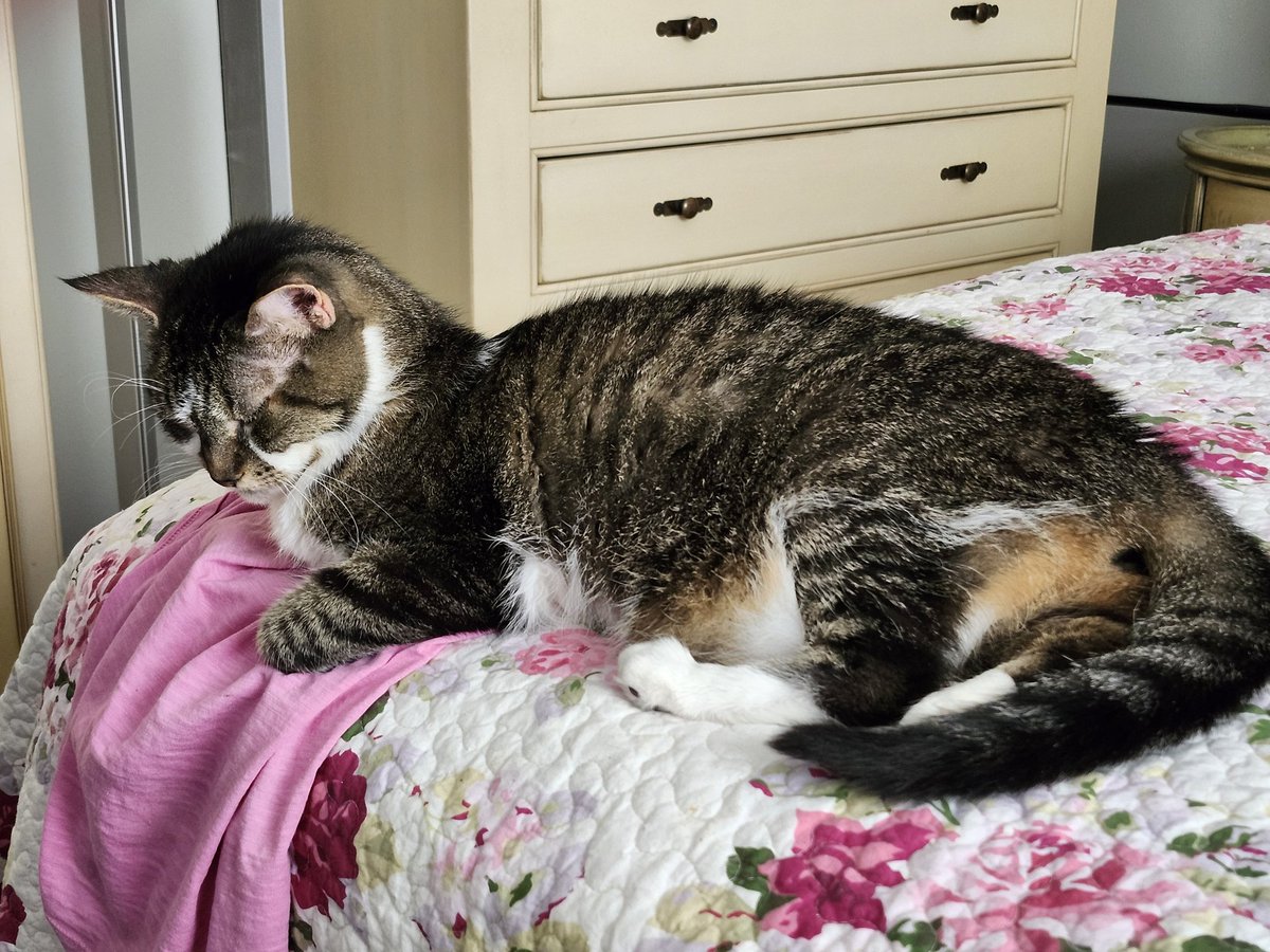 MIMI THE TABBY😺 tweet media
