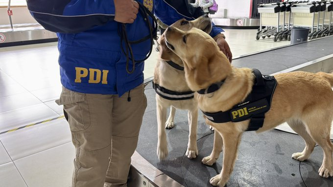PDI_Aysen's tweet photo. ¿Sabías qué? Las ejemplares caninas de la Brigada Antinarcóticos y Contra el Crimen Organizado #Coyhaique, Hade y Kiara, junto a sus guías caninos, cumplen una labor fundamental en la detección de sustancias ilícitas en la región de #Aysén. https://t.co/gol3821xUG