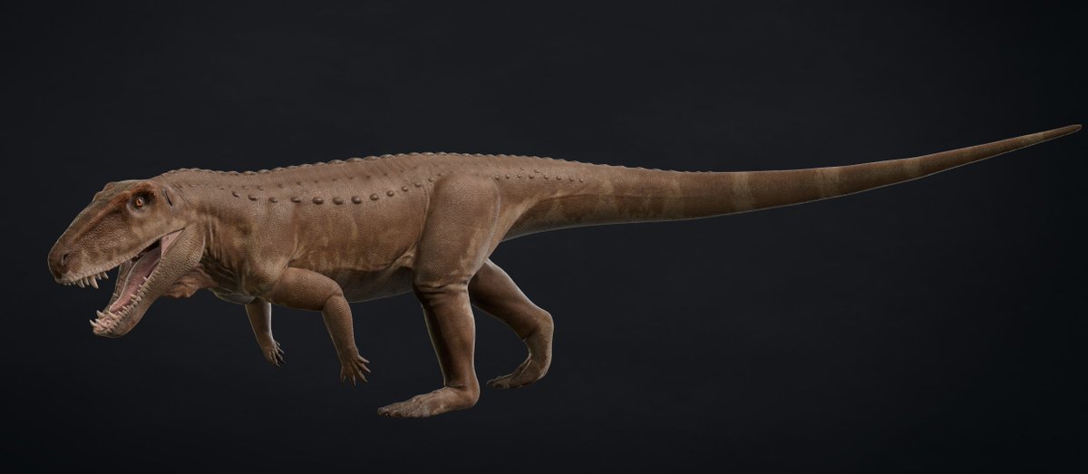 ARCyborg_03's tweet photo. The finalized base texture on postosuchus!
#Paleoart #3dModel #Postosuchus
Credits: https://t.co/v9bFuM34Mv https://t.co/UrRX2KiXuN