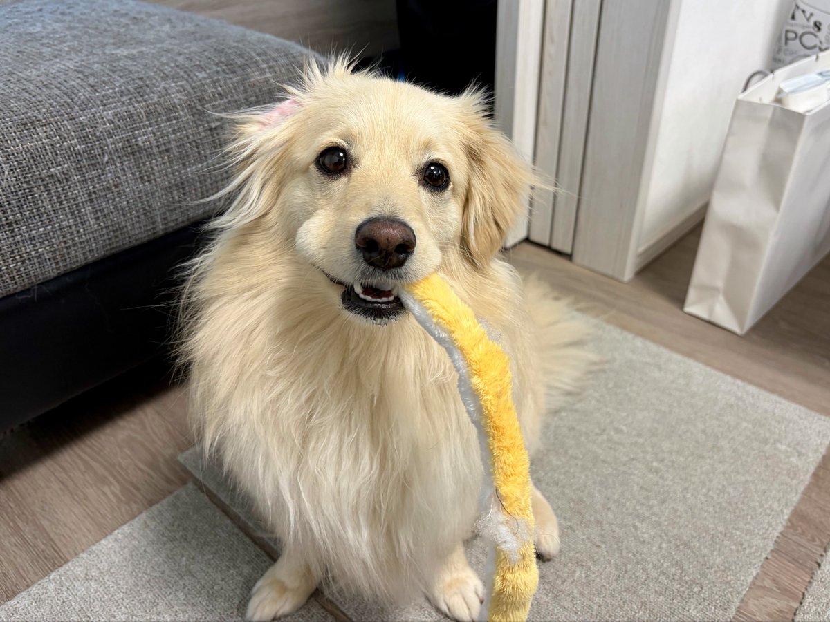 とろろ犬　エメラルド 水族館でテンション上がりまくった結果、限界を迎えイルカのショーで寝