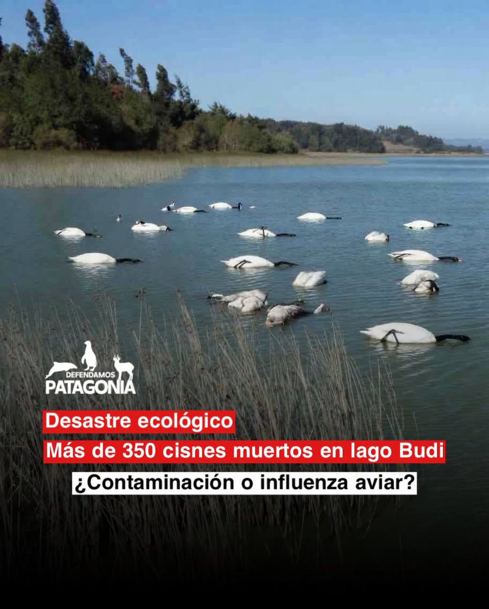 Yo❤️🐧Pingüino de Humboldt & 🐸 Ranita de Darwin tweet media