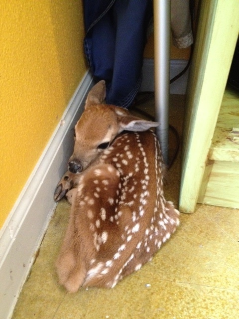 ipostdeer's tweet photo. jail https://t.co/iRQjdMUO5l