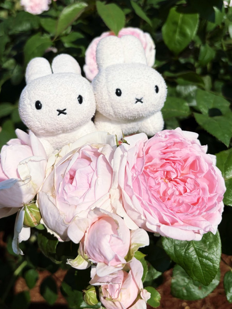 薔薇うさぎちゃん♡ うさぎちゃん薔薇です