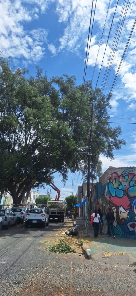 1974007B's tweet photo. Esto es en la col del fresno, Guadalajara, calle nogal esquina pelicano. Porfavor podrian revisar este tema y apoyarnos a podarlo? @JuanJoseFrangie @VeroDelgadilloG https://t.co/qL1xiPeMib