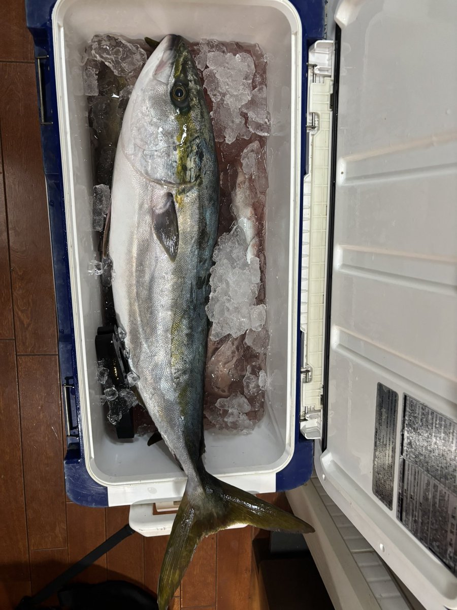 sh_05301993's tweet photo. 鹿島からテンヤ真鯛釣行〜
一旦今シーズン終わりにしよかな…
無料券も無くなってるし…
スピニングがシャリシャリうるさいからバラしてもらいますか💸　次はタコ通うかな🐙
#真鯛
#マダイ https://t.co/ytJ1IzaXRV