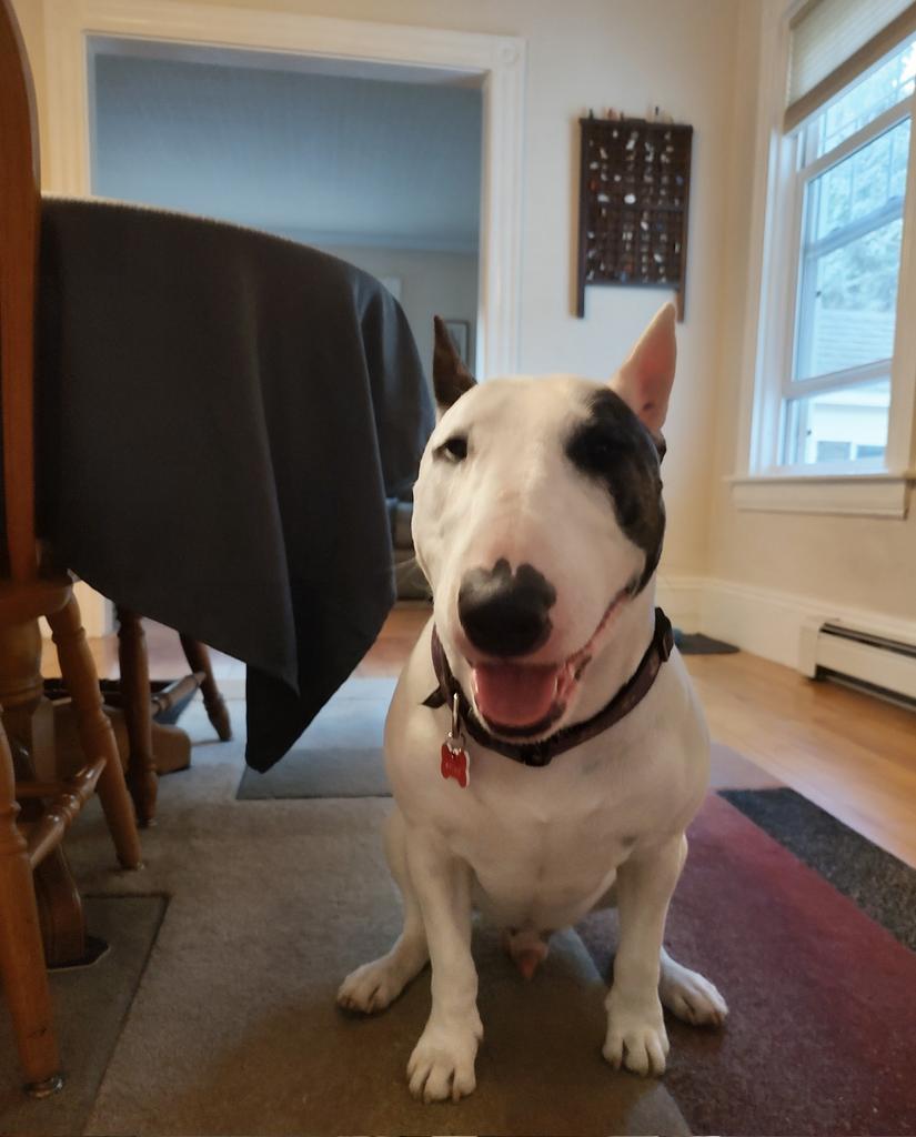 rexthetvterrier's tweet photo. Tonight's picks are slim, but #NaturePBS looks good, and be sure not to miss the final #LateShowWithStephenColbert
We're going to miss his show, and we're pretty angry about @CBS cancelling him.  
#Disgusted #DogsOfX https://t.co/2bYdnqEvQJ