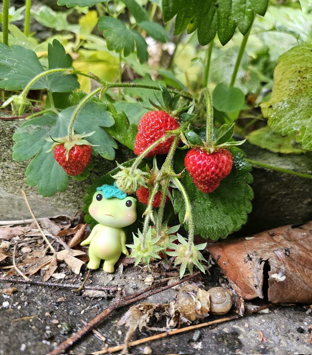 sewangjamom222's tweet photo. “Hidden under the strawberries 🍓🌿”
#tinyworld #forestfriends
#4chi #ぬい撮り https://t.co/3z9GZBdrGH