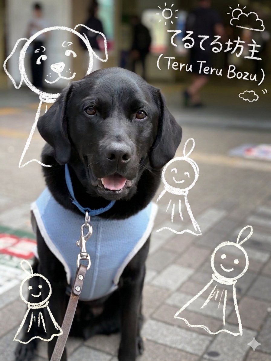 兵庫介助犬協会・千葉介助犬協会・大阪介助犬協会の日常🐶♿︎ tweet media