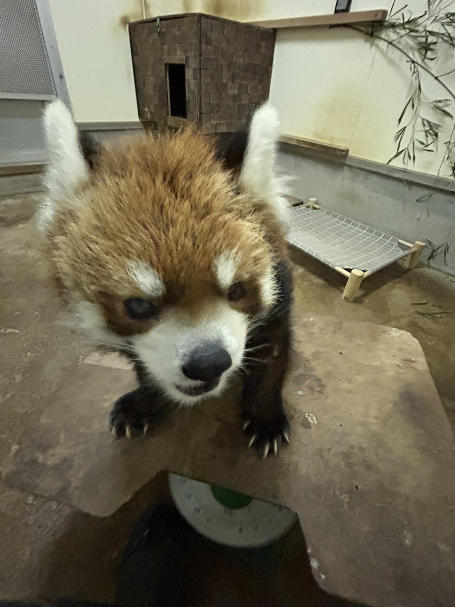 千葉市動物公園【公式】 tweet media