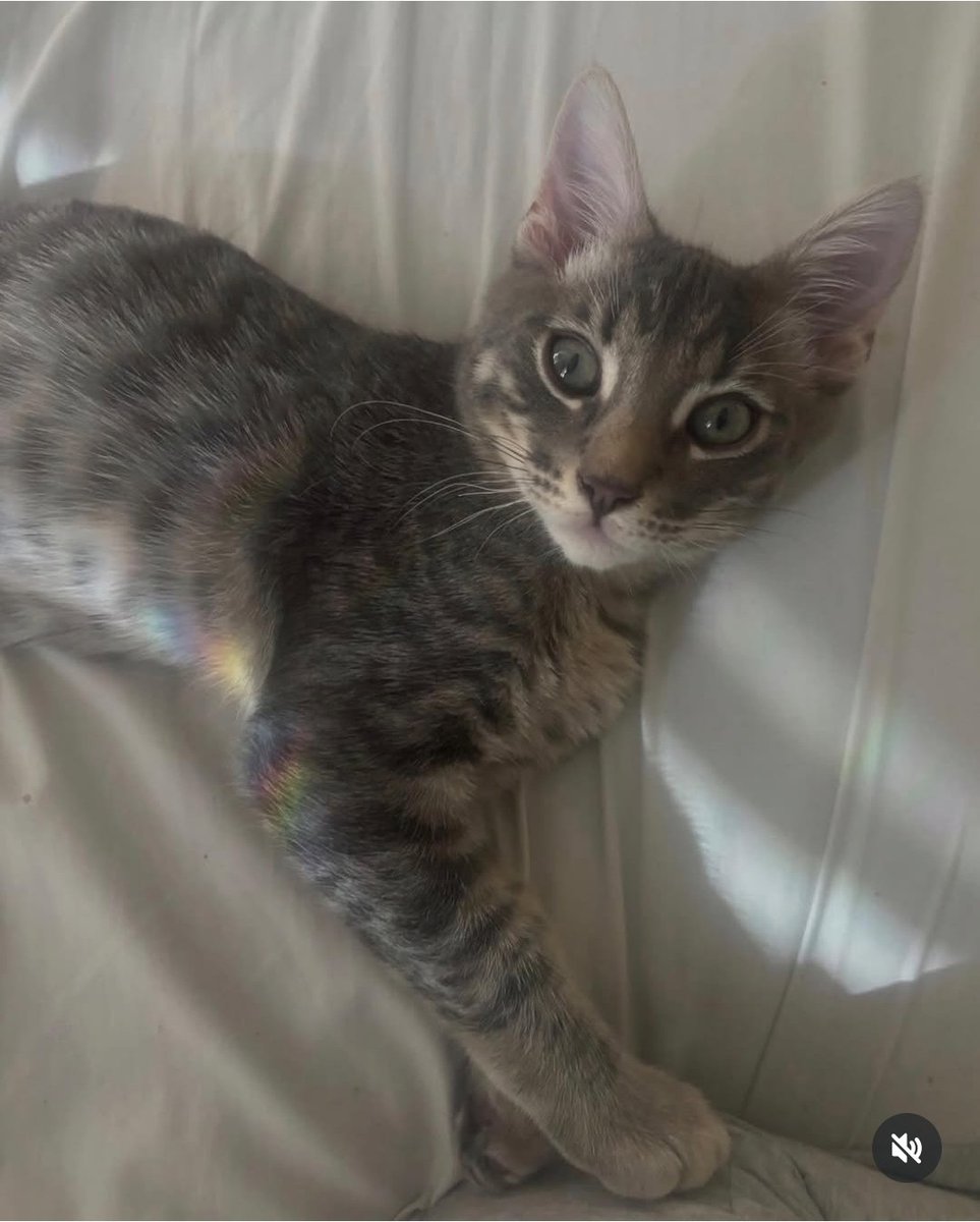 Honey Walz, Minnesota First Cat, Interim Catmander tweet media