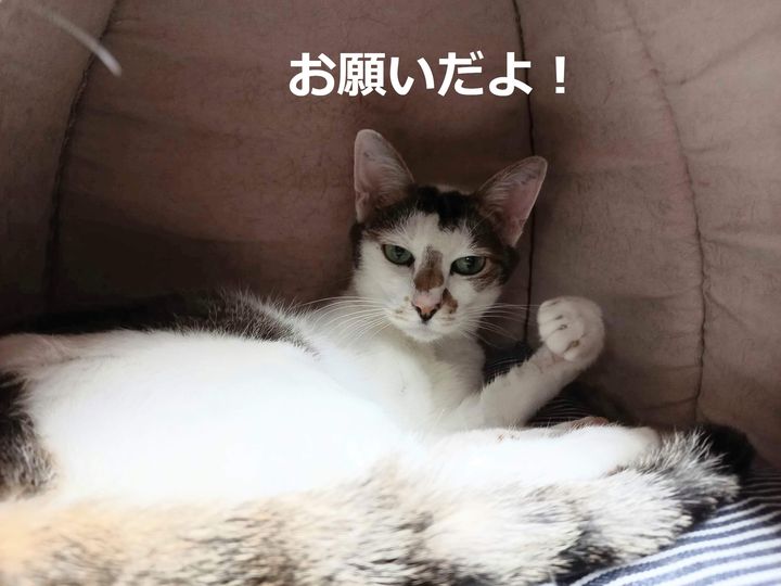 yamanekoan tweet media