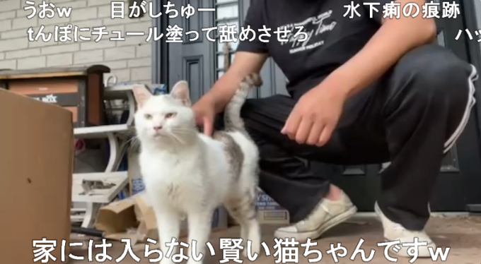 ちびねこ3 Amazon.co.jp: ちびねこチョビ／ちびねこコビとおともだち[レンタル ボディ・フェイスケア