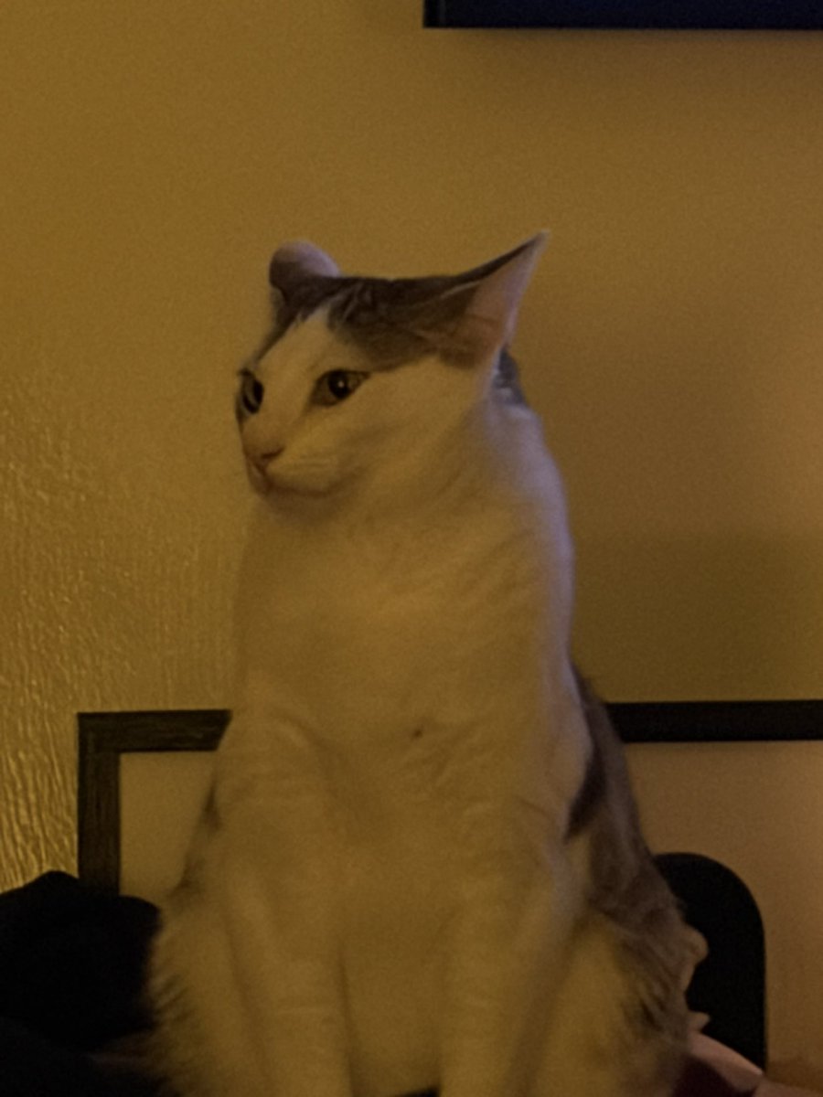 sarabthz's tweet photo. my cat has no neck https://t.co/nkPkB0AXTJ