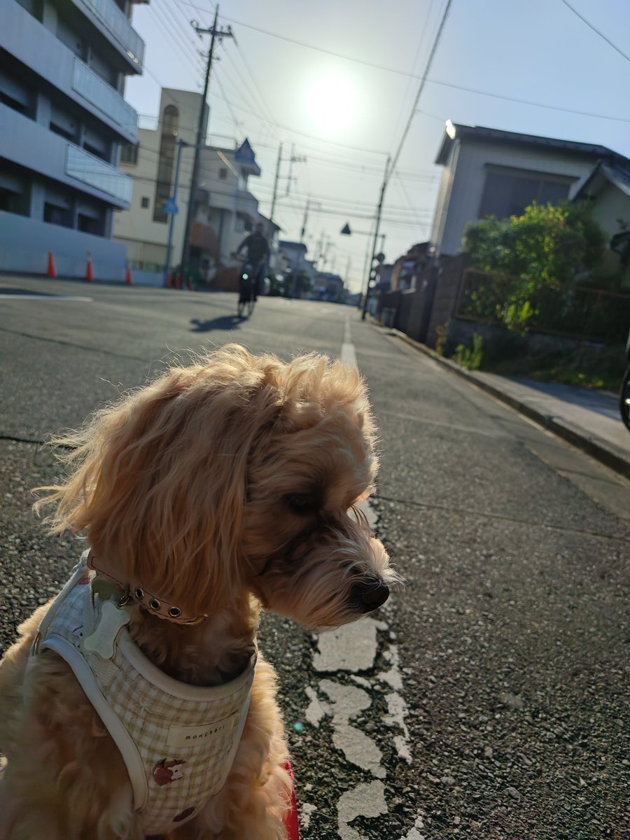 ありさぶ。 tweet media
