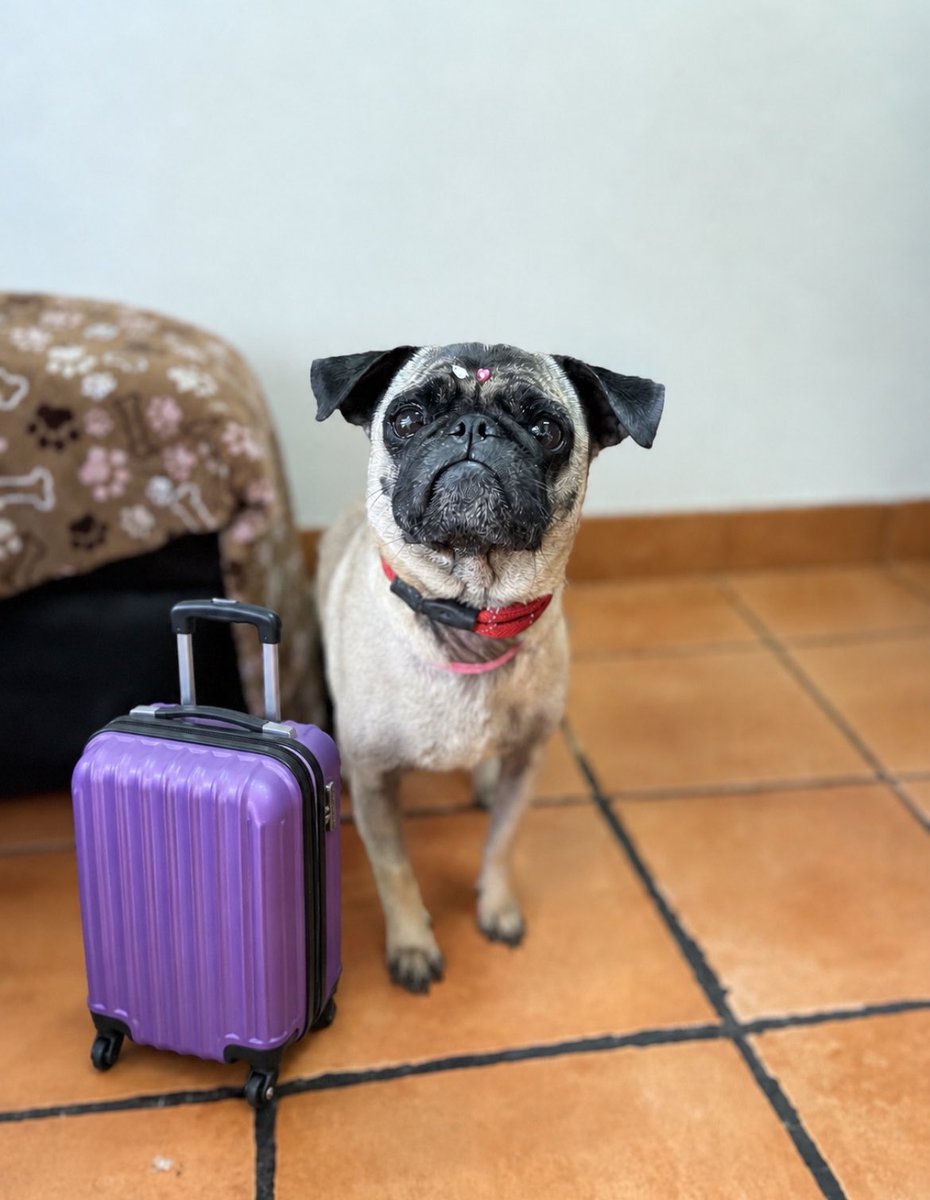 𝙷𝚎𝚕𝚊 𝙼𝚘𝚛𝚎 🐶 tweet media