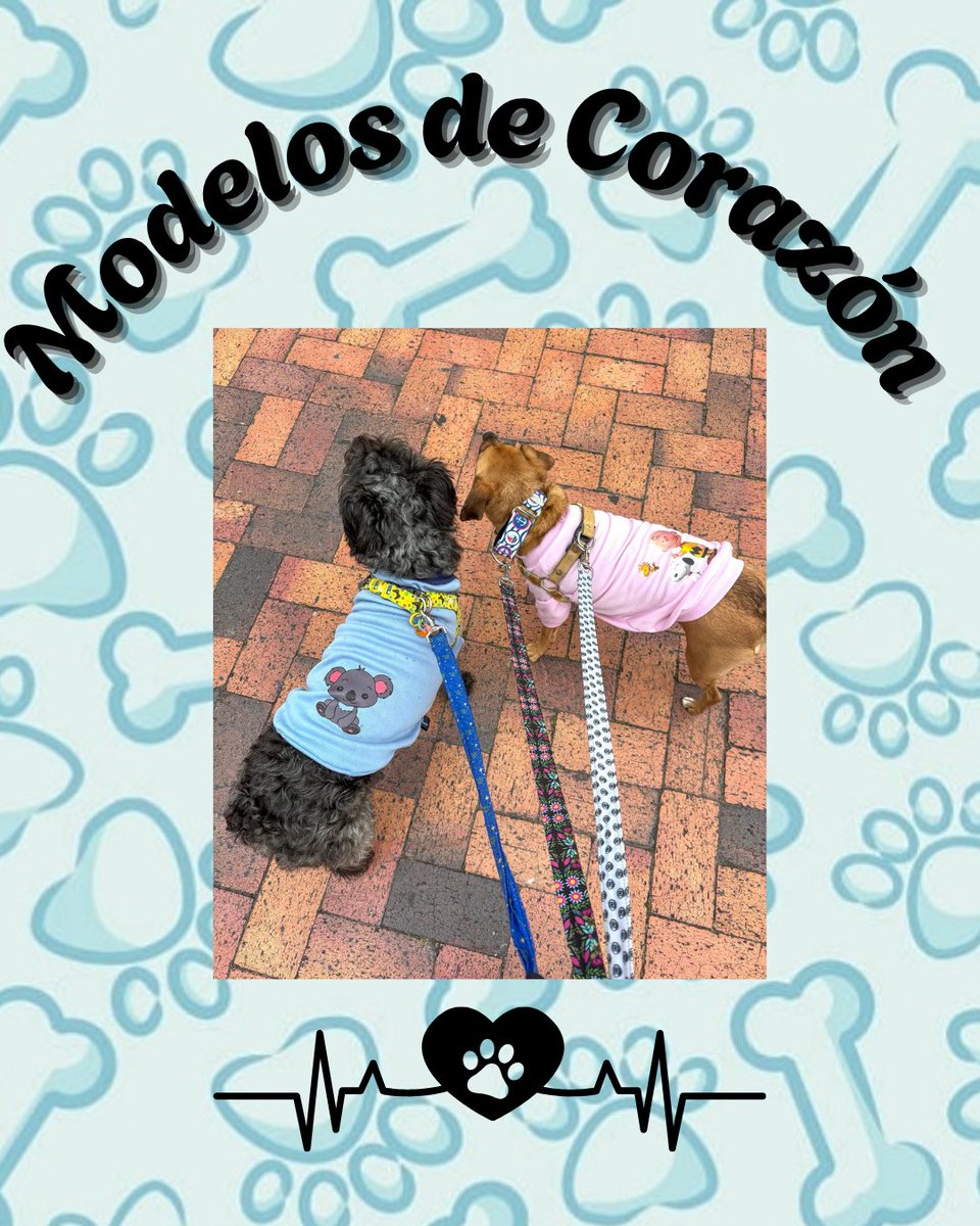 clarol2673's tweet photo. Amor, dulzura, ternura. 

Si  nuevos integrantes de éste #teamdel❣
#Papita y #Hambug😎✌️

Porque ¿Quién dijo que el frío quita el estilo? Estrenando nuestros busos en algodón perchado para derretir corazones  en la capital💖🐾

Gracias  #elprimitohambu #laprimitapapita https://t.co/A6p08by7vR