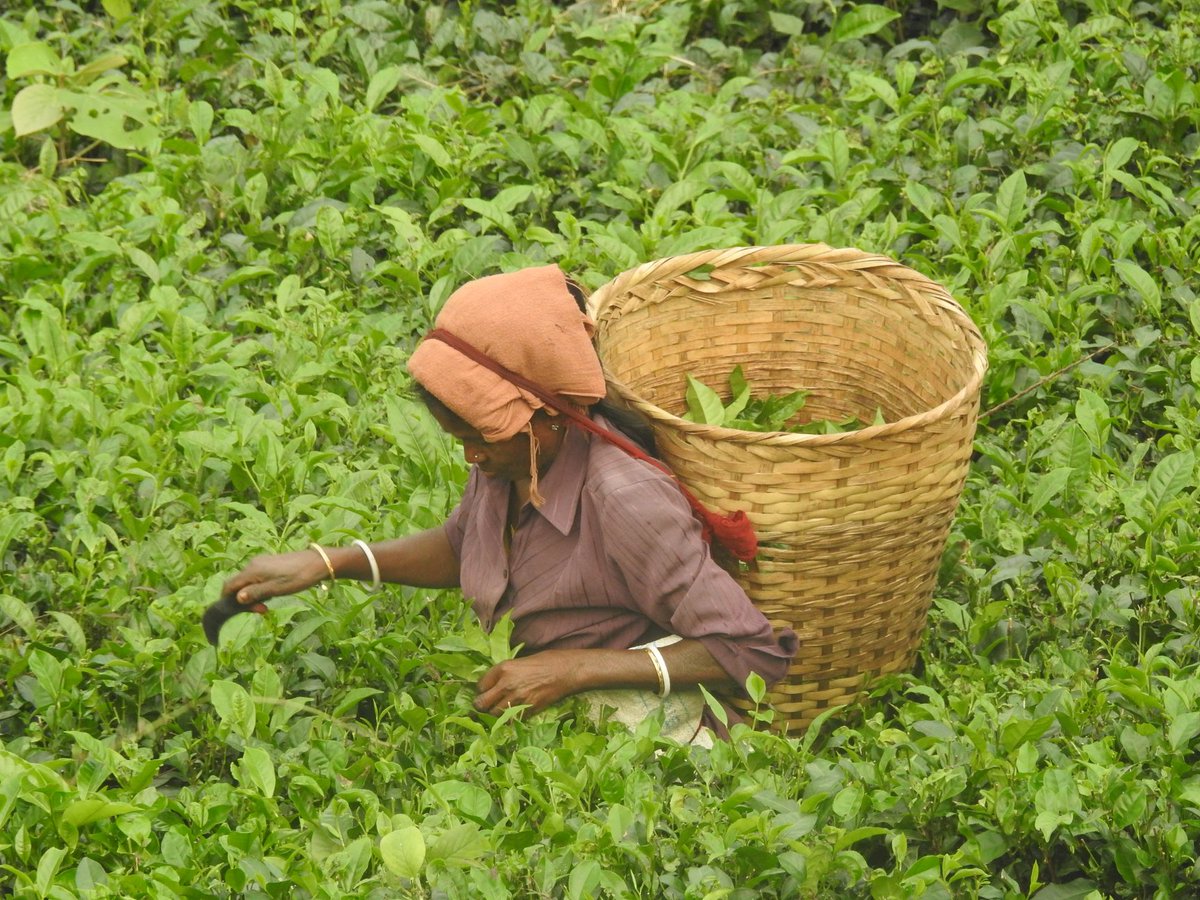 dibarijit's tweet photo. On #InternationalTeaDay, celebrating tea as a symbol of heritage, livelihoods and sustainability.
Sharing my earlier articles on Tea Tourism in Assam, https://t.co/CJn2J8bB88 later translated into Assamese on August 11, 2024, https://t.co/KrB80HO2Us

#InternationalTeaDay 
#Assam https://t.co/8m6YLkmcJY
