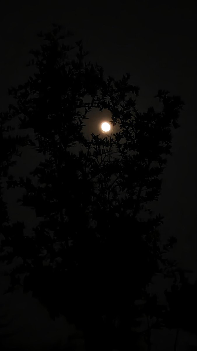 CryptoZen29's tweet photo. Just captured this beautiful moon, The way it shines through the trees is magical. ✨ 📸

What do you all think of my shot? https://t.co/vblE8ZRiXR