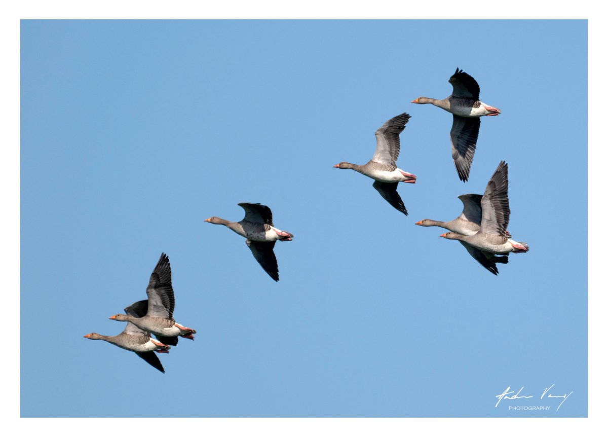 APVarney's tweet photo. Greylag Geese in flight over Waverley Abbey.  #birds #wildlifephotography #nature #photooftheday #birdoftheday #nikon #z8 #birdwatching #birding #picoftheday #Geese #birdsinflight https://t.co/J0PPPv0qqg