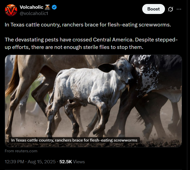 volcaholic1's tweet photo. It's taken 10 months. It was inevitable.

US authorities have confirmed a case of New World screwworm in livestock, the first detection in US cattle in decades. 

The parasite's larvae feed on living tissue, making it a serious threat to animals and a pest many thought had been left in the past.