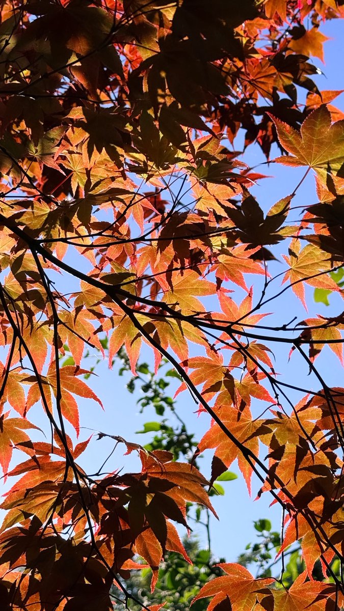 AkiAloha's tweet photo. 時期も良くて近所を歩くとあちこちに花が沢山咲いていました🌼🪻🌻毎朝の散歩が楽しかった❤️ https://t.co/U2MOWJXsN2