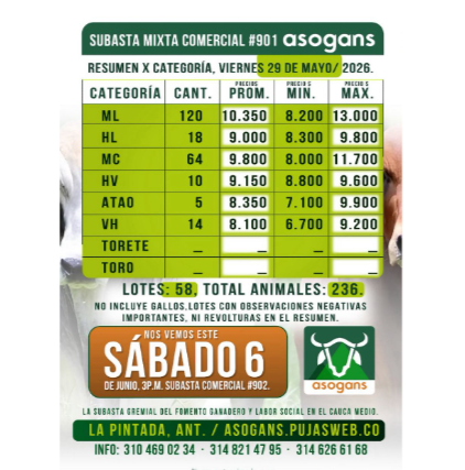 LocalPintada's tweet photo. Precios de la última subasta realizada en mayo del 2026.
Y la invitación es para asistir 6 junio a la subasta Comercial en la pintada Antioquia. 
#ConstruyendoGanadería @Fedegan @jflafaurie @pl_pasto https://t.co/VnyZPuKm9i