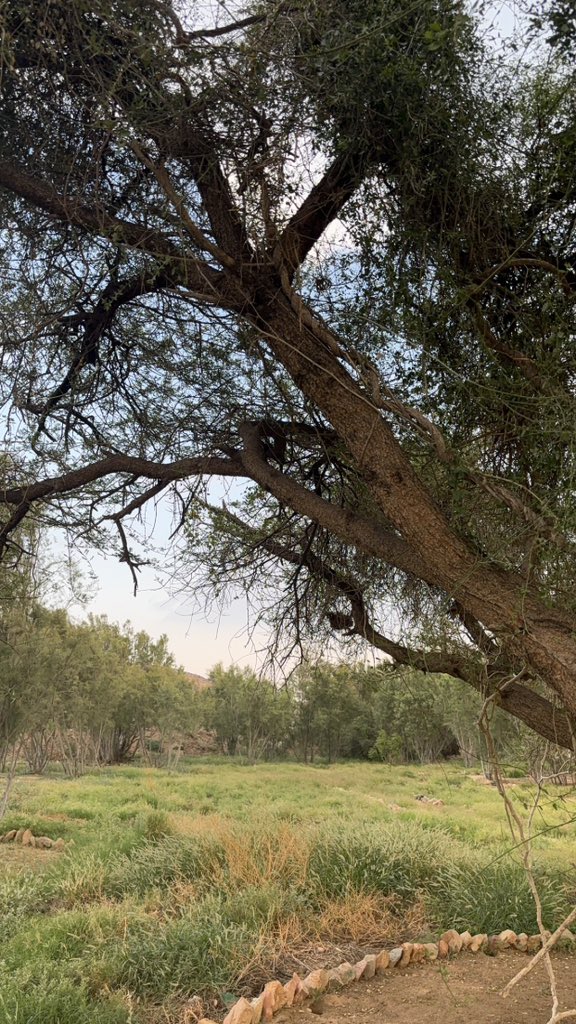 abusultans's tweet photo. #الطايف https://t.co/VlP15ZugQj