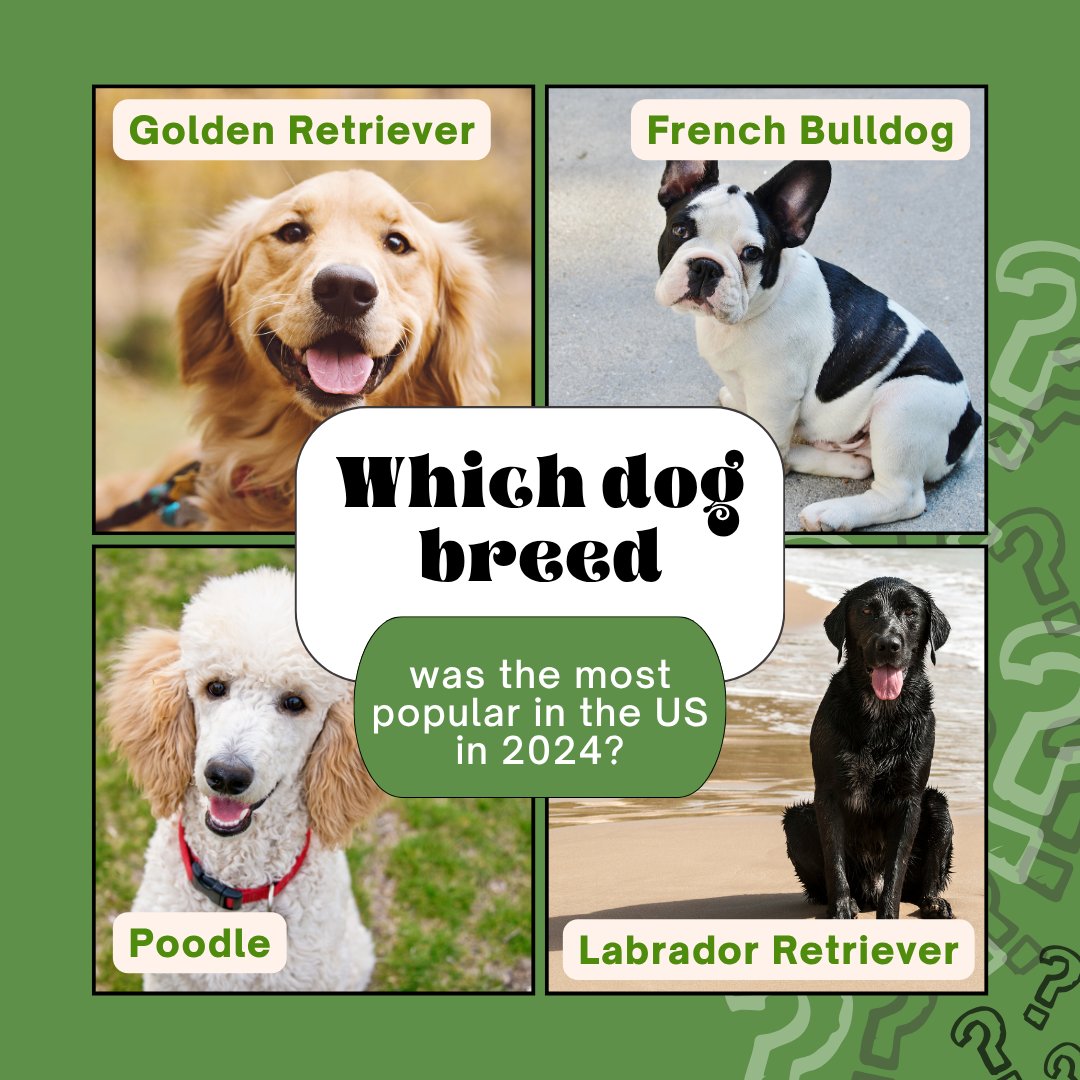FreedomPetPass's tweet photo. Which dog breed was the most popular in 2024? 🏆🐕 https://t.co/N0cvLUSdop