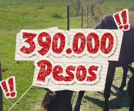 RealTracenAcad's tweet photo. Dear English Uma Musume community.

LET'S RAISE $200 USD!

Do you remember our friends at Caballos Libres del Sur, whom we previously helped by raising nearly $2,000 USD in just a single day?

Today, they are in danger once again. 

They have until June 5th to get around 200usd, but let's reach the goal before then!

Please share this, and if you can, donate to this wonderful NGO that cares for abandoned horses in the south of Buenos Aires.

PAYPAL: https://t.co/icYLAAaypd