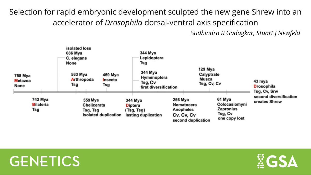 GeneticsGSA's tweet photo. A #Drosophila-specific gene, Shrew, accelerates dorsal-ventral axis specification as an adaptation to selective pressure, suggesting that developmental processes are adaptable phenotypes. 🪰 

Find out more in #GENETICS: 🔗 https://t.co/70XIwejqBC https://t.co/kkzG55CWnN