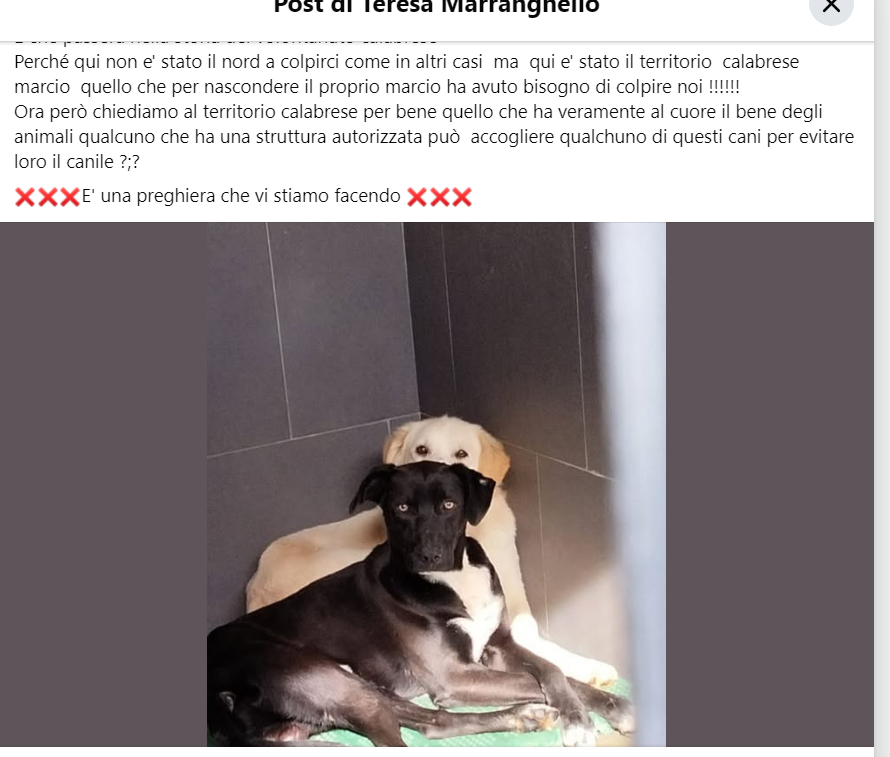zampa_qua's tweet photo. APPELLO DISPERATO⛔️⛔️⛔️⛔️⛔️⛔️⛔️⛔️AIUTOOO🆘🆘🆘🆘☎3290269673🐕
https://t.co/C70SsMj24X I cani che segue Teresa rischiano il canile,si cercano strutture autorizzate in Calabria che possono accoglierli magari solo dando cibo e spese vet #4voiceless 🙏 https://t.co/0MWO851Kwu