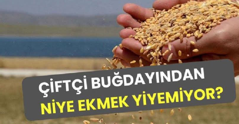 OsunMuslum's tweet photo. Çiftçiyi bir kez aldatırsanız bir yıllık emeğinin çalınmasına,tekrarlarsanız toprağından koparmaya sebep olursunuz.
Bu yanlışın açık adresi  pazar,market ve tezgahlar olur.
Çiftçiye kurulan tezgahların da sonu mutfakta biter.
#Çiftçimizbuğdayındanekmek yiyebilmeli ki üretebilsin. https://t.co/9G2BsavUcb