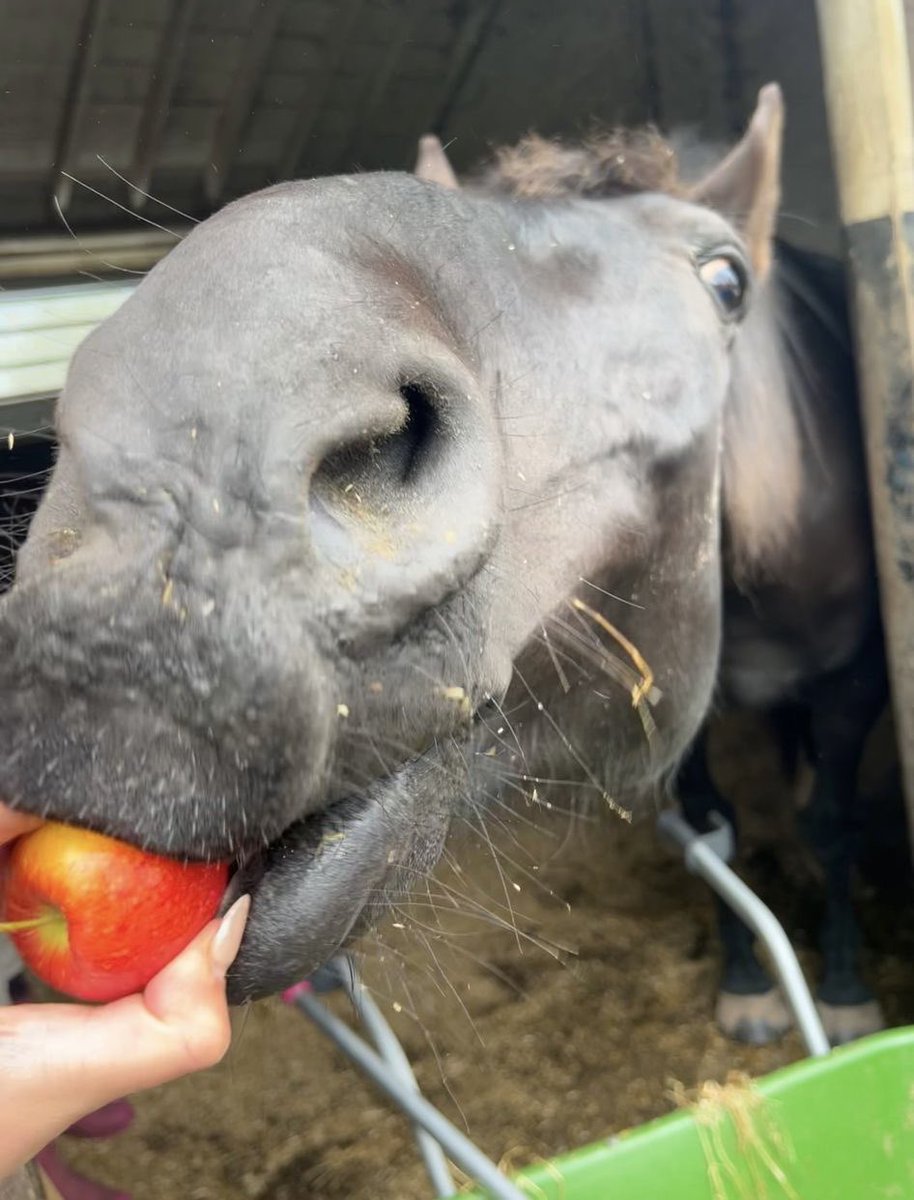 Official_DATR's tweet photo. A massive thank you to Tesco, Melton Mowbray for donating apples to our Military Working Horses!

The donation is part of Community Champions. A kind, locally orientated service utilised by our Welfare Officer. 

Cheers Tesco, Melton!

#DATR #Tesco #CommunityChampion 
#MWA @Tesco https://t.co/YvpcRPDM8I